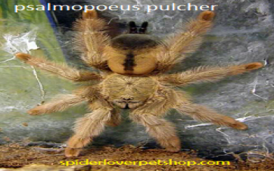 Psalmopoeus pulcher sling tarantula